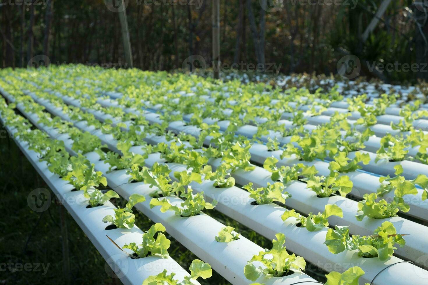 plantaardig groen eiken groeien in hydrocultuur systeem foto