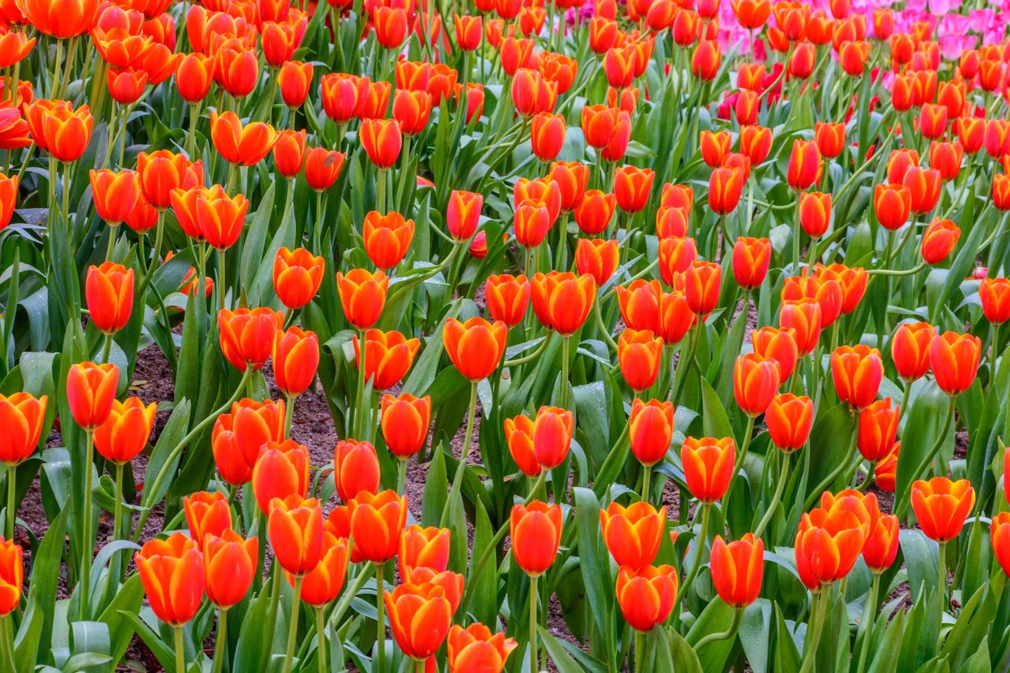 kleurrijke tulpen in de tuin. foto