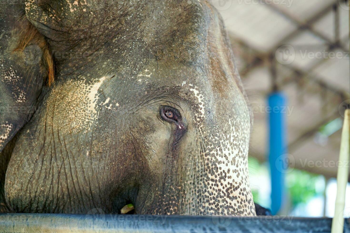 detailopname en Bijsnijden ziek olifant lijden van opruiend oog ziekte aan het wachten voor behandeling in olifant ziekenhuis foto