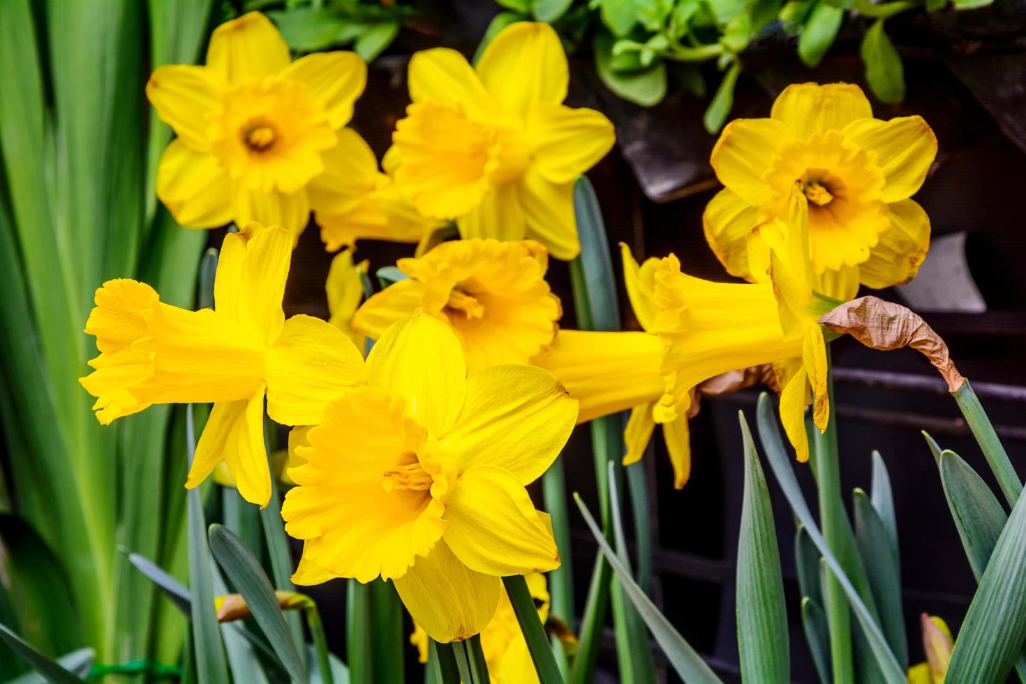 gele narcis bloeien in de tuin foto