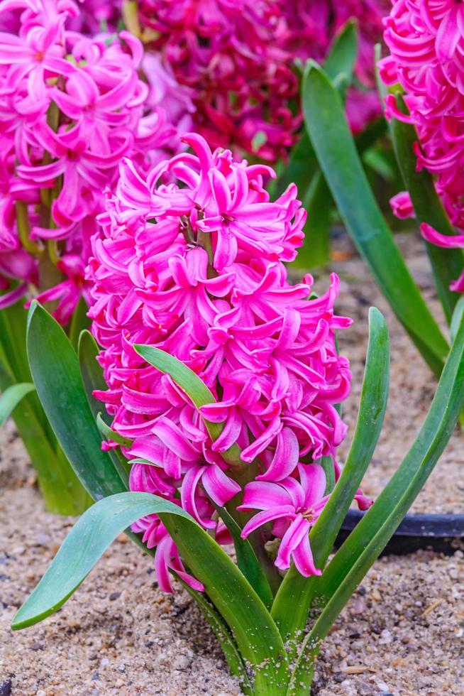 roze hyacinten bloeien in de tuin foto