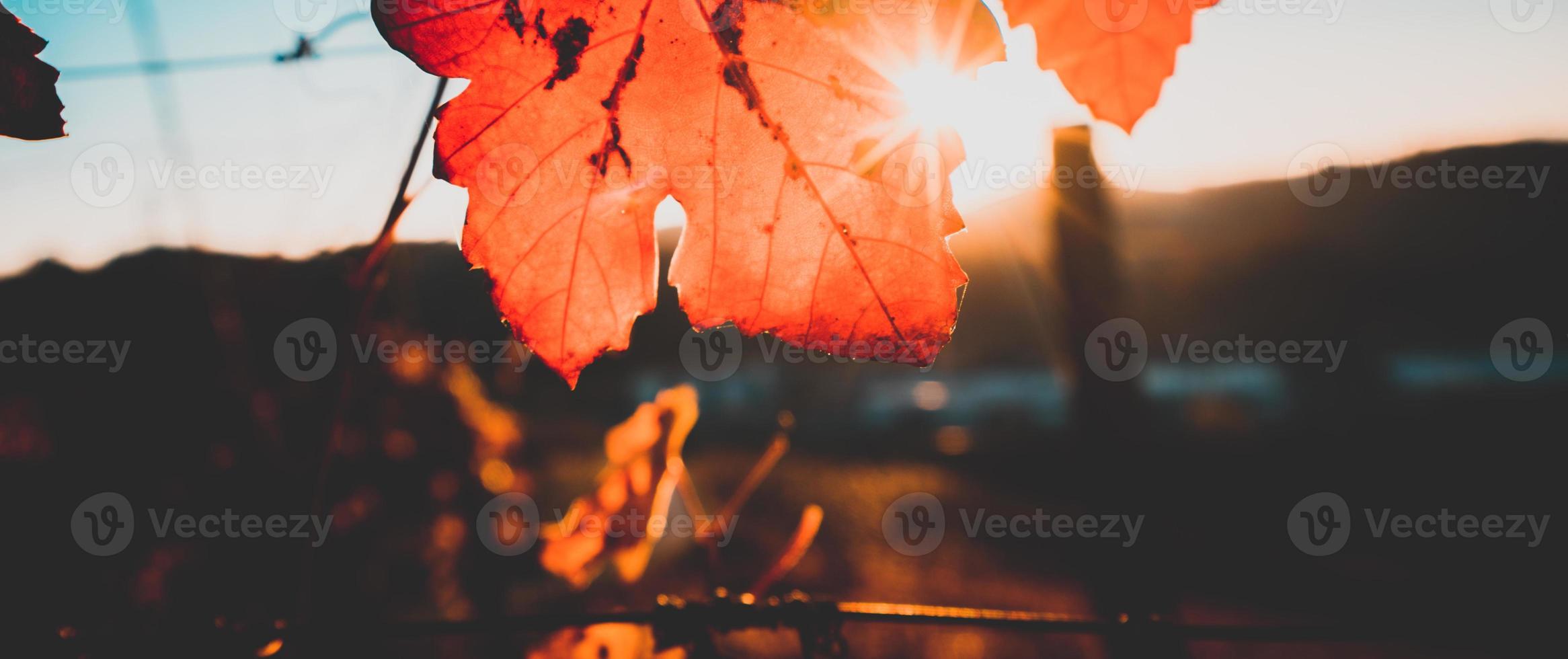 herfst oranje en rode bladeren foto