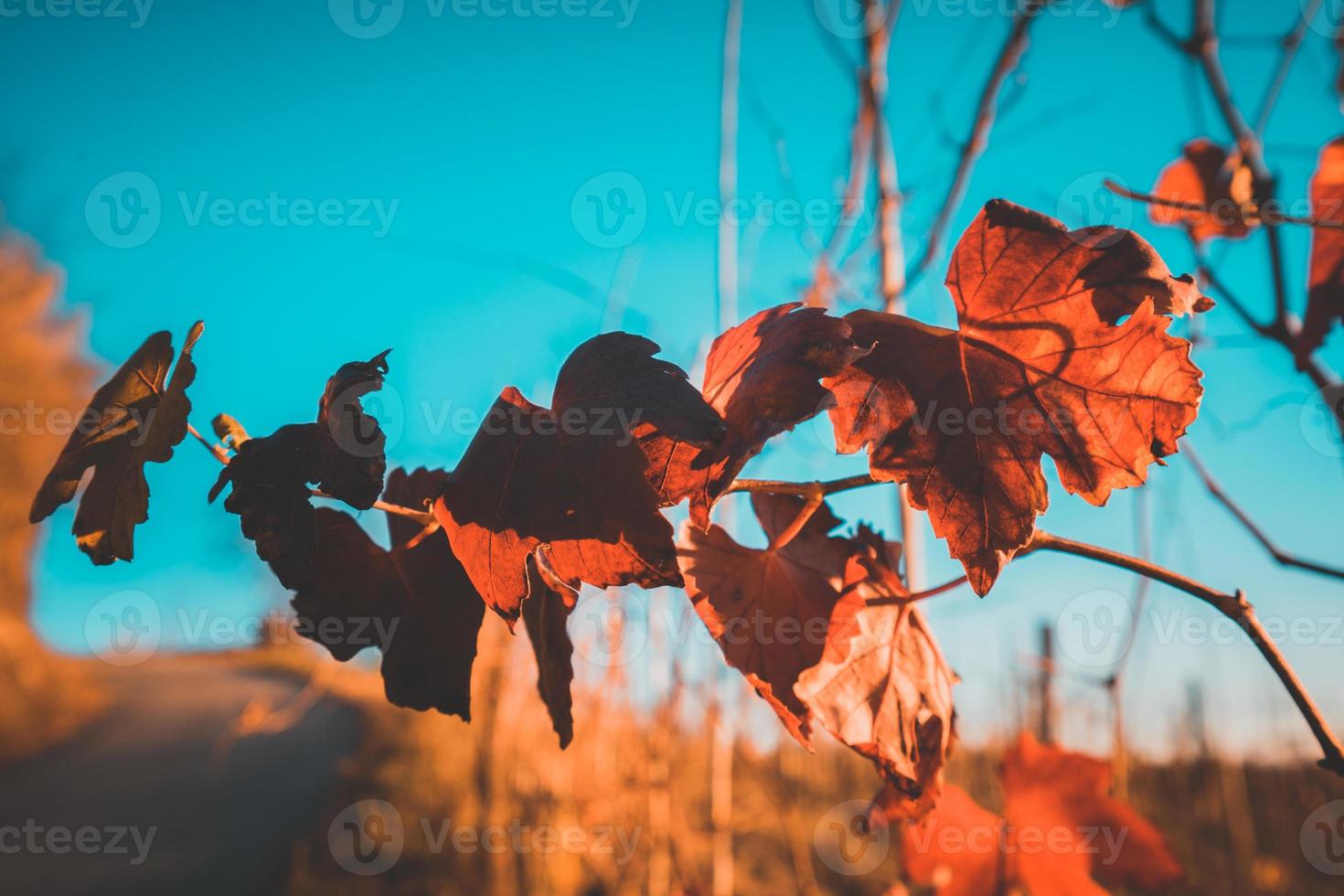 herfst oranje en rode bladeren foto