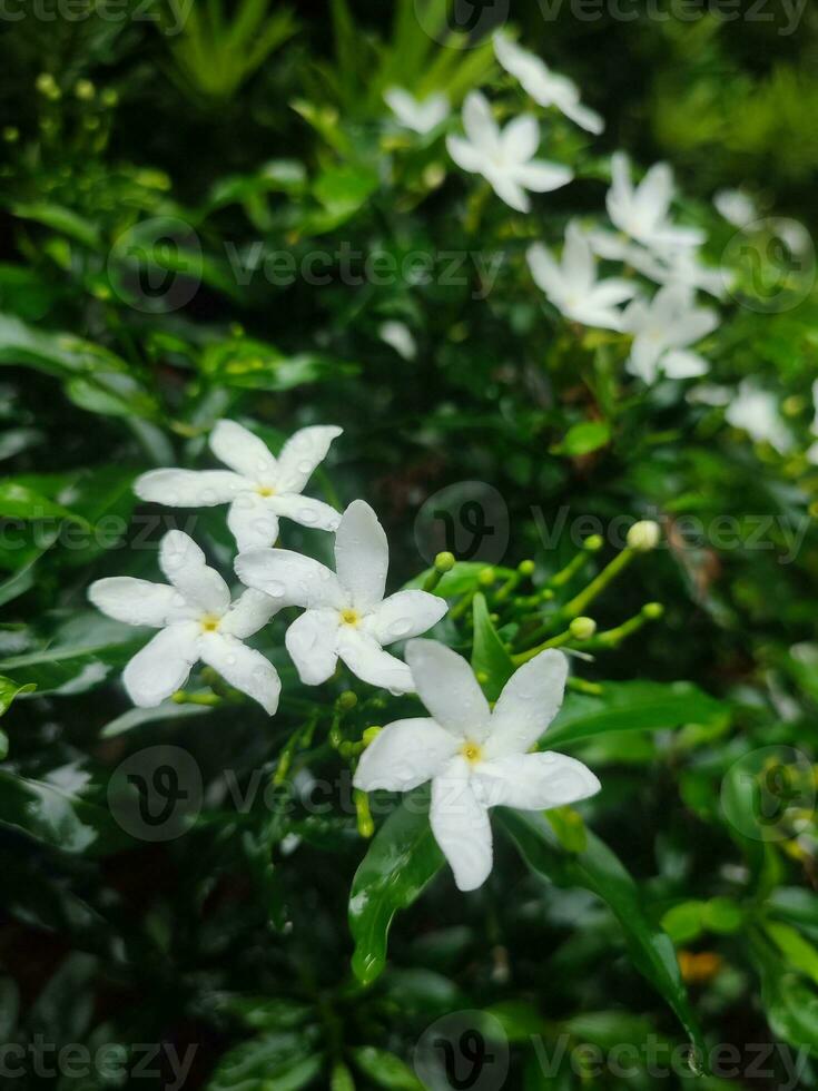 klein wit mooi wit gardenia jasminoides, tabernaemontana divaricata apocynaceae algemeen gebeld pinwheelflower krip jasmijn foto