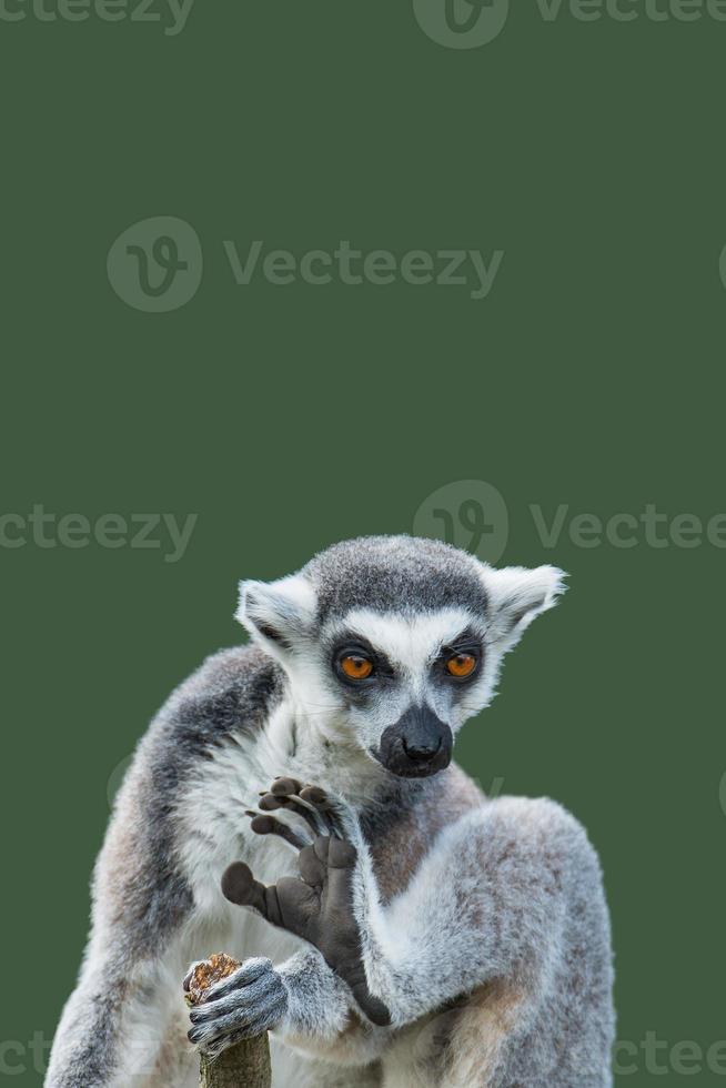 voorblad met een portret van schattige ringstaartmaki uit Madagaskar die geniet van de zomer, close-up, met kopieerruimte en groene effen achtergrond. concept biodiversiteit, dierenwelzijn en natuurbehoud. foto