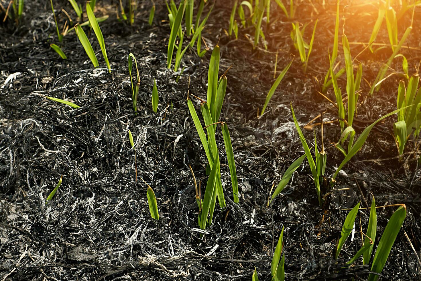 gras bladeren na wezen verbrand. foto