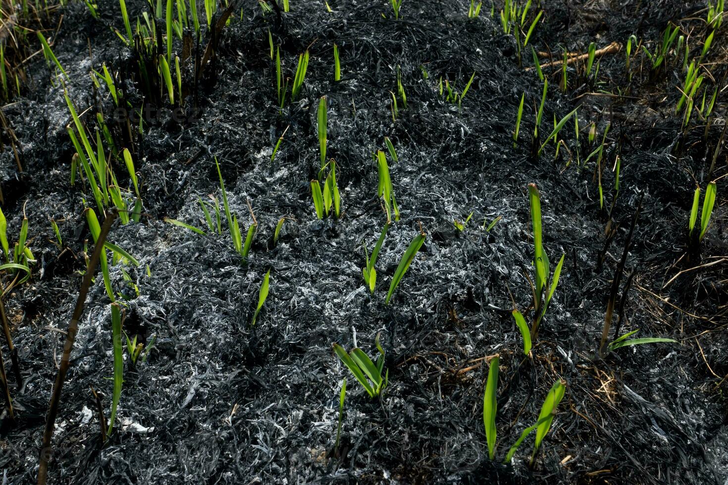 gras bladeren na wezen verbrand. foto