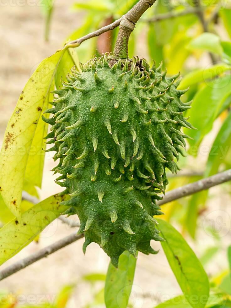 zuurzak fruit Aan boom. foto