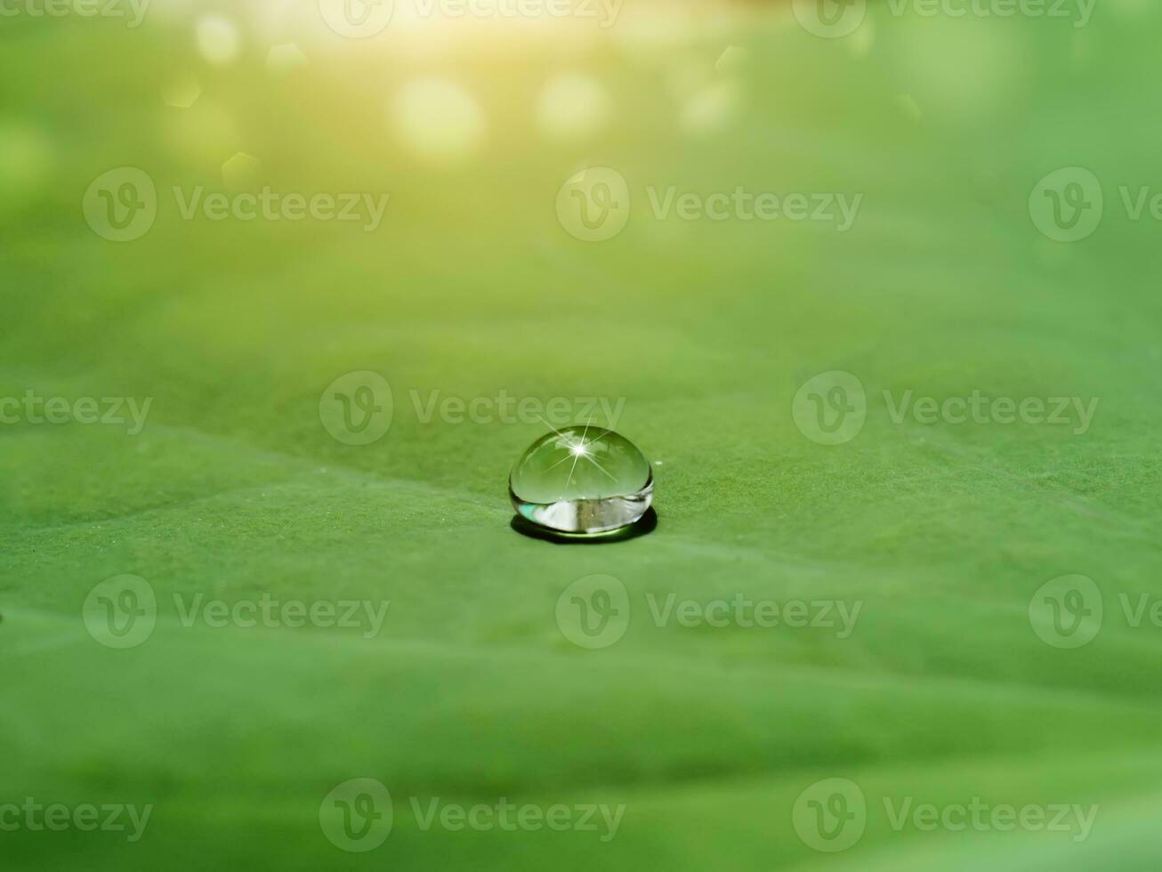 water laten vallen Aan lotus bladeren. foto