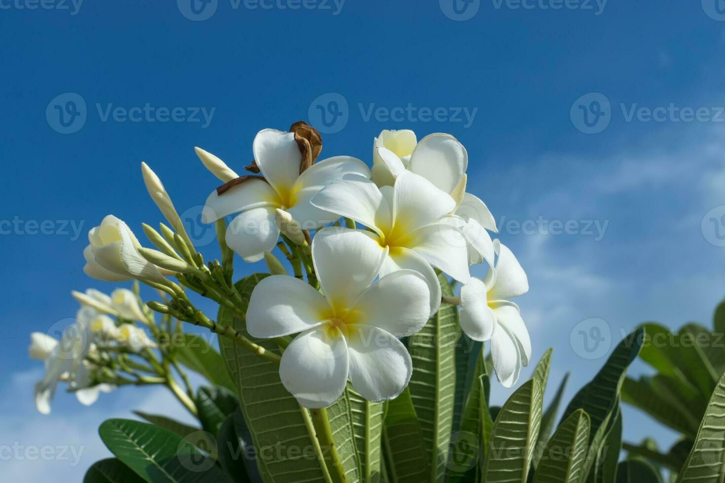 wit plumeria of frangipani bloem Aan boom. foto