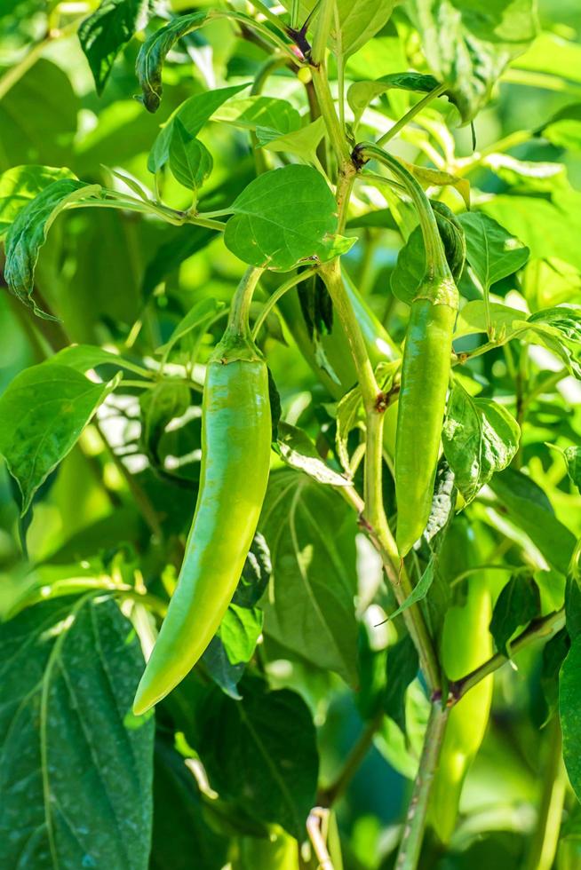 groene chili peper groeit in de tuin. foto