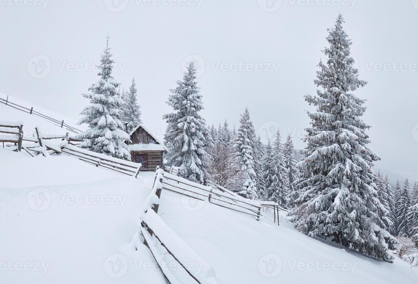 gezellige houten hut hoog in de besneeuwde bergen. grote pijnbomen op de achtergrond. verlaten kolyba herder. bewolkte dag. karpaten, oekraïne, europa foto