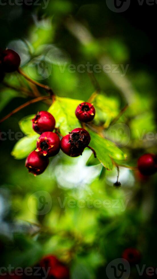 ai gegenereerd macro detailopname van rijp meidoorn bessen in herfst foto