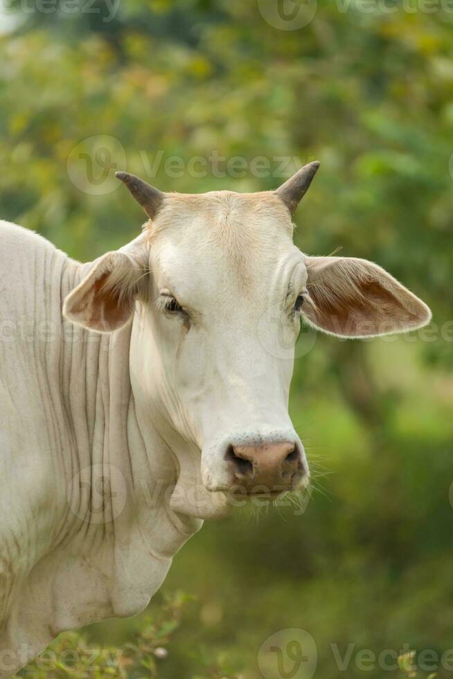 koeien zijn op zoek naar schieten. foto