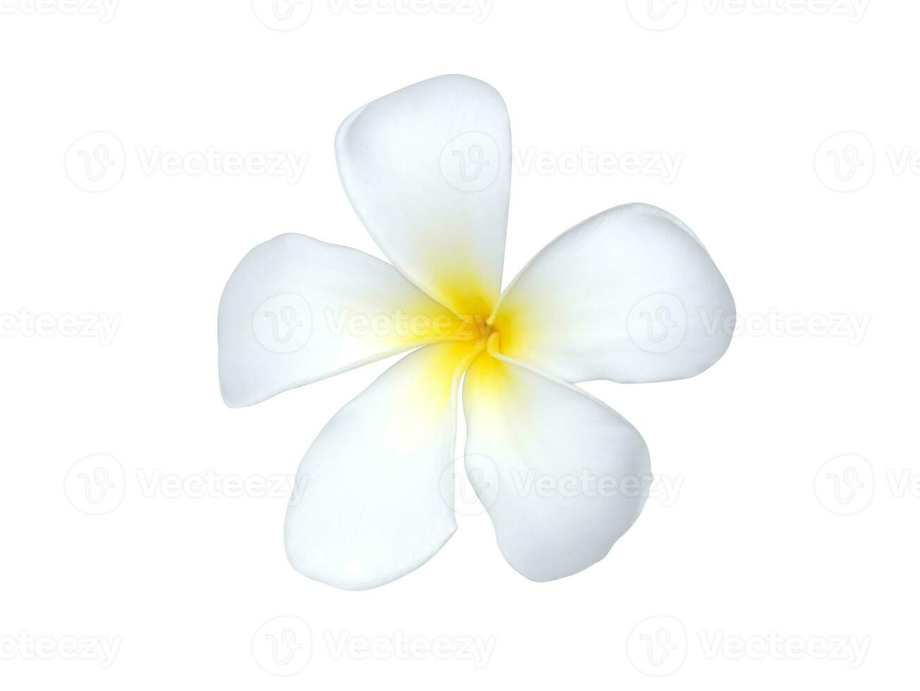 dichtbij omhoog wit frangipani bloem Aan wit achtergrond. foto
