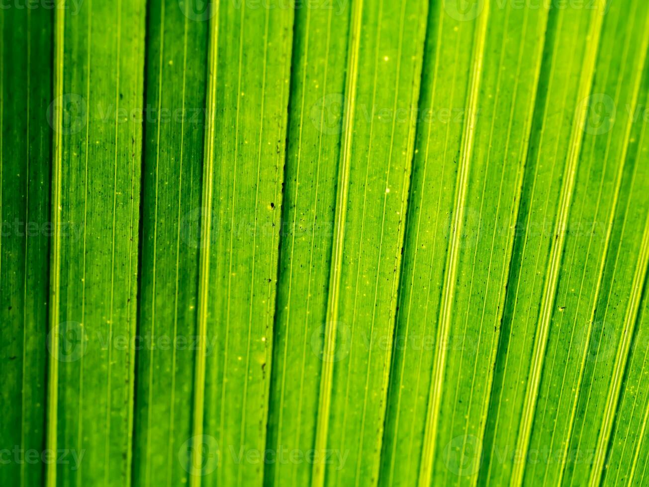 detailopname structuur van kokosnoot blad achtergrond foto