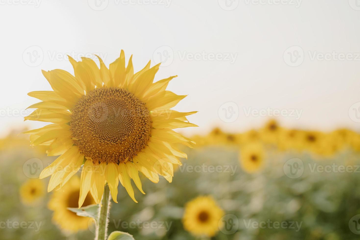 zonnebloemveld bij zonsondergang, natuurachtergrond foto