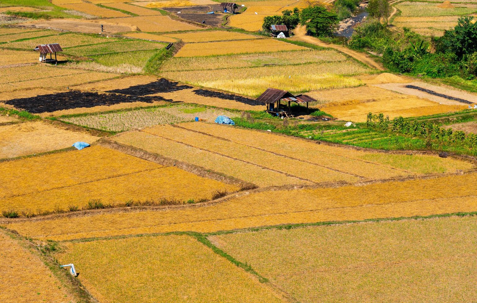 landschapsfoto van rijstveld na de oogst. afbeelding van bovenaanzicht foto