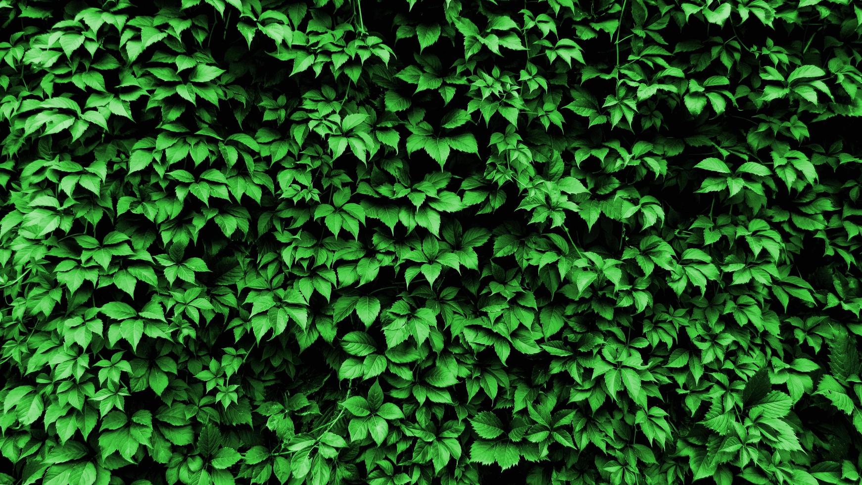 bladeren van een plant krullen op de muur. groene blad achtergrond foto