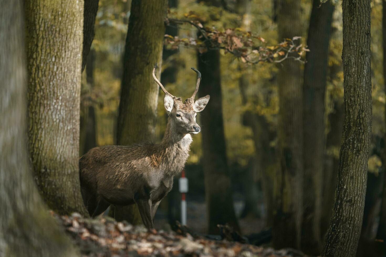 portret van rood hert in dierentuin foto