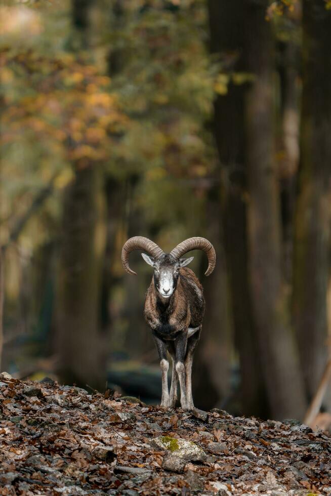 portret van moeflon in dierentuin foto