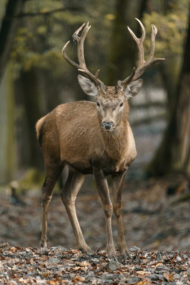 portret van rood hert in dierentuin foto