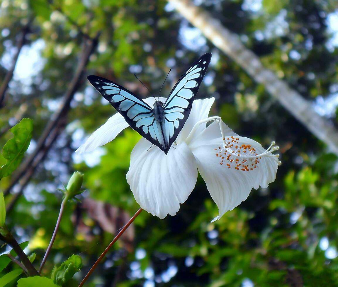 mooi vlinder Aan bloem, mooi vlinder, vlinder fotografie foto