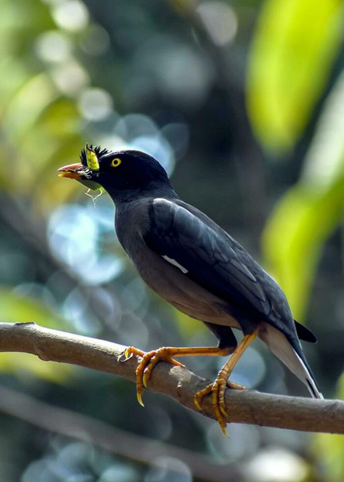 vogel fotografie, vogel afbeelding, meest mooi vogel fotografie, natuur fotografie foto