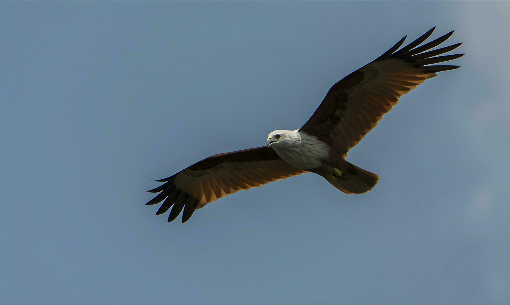 vogel fotografie, vogel afbeelding, meest mooi vogel fotografie, natuur fotografie foto