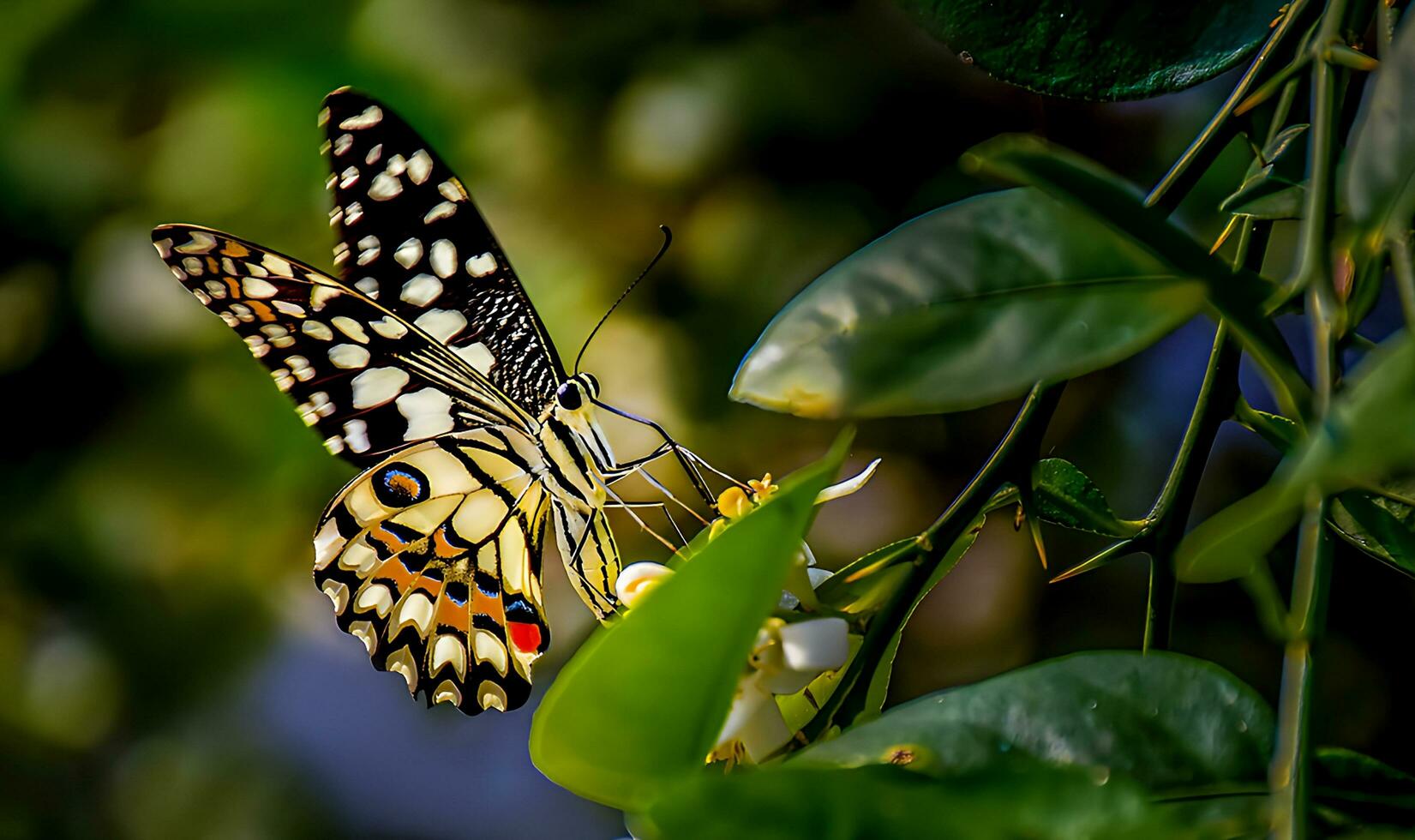 monarch, mooi vlinder fotografie, mooi vlinder Aan bloem, macro fotografie, vrij foto