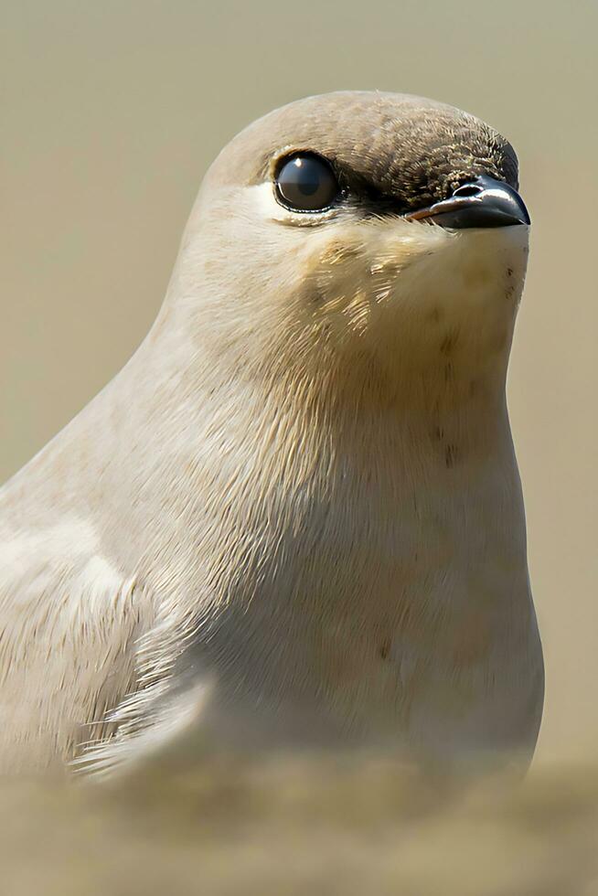 vogel fotografie, vogel foto's, de meeste mooi vogel fotografie, natuur fotografie foto