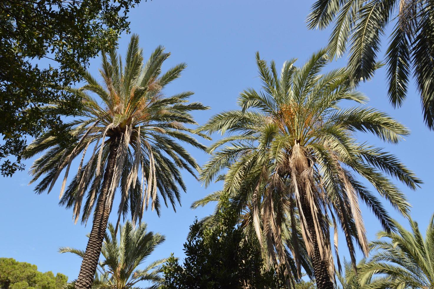 palmboom groeit op het eiland rhodos in griekenland foto