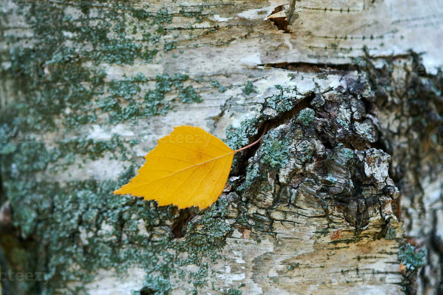 herfst blad Aan boom romp foto