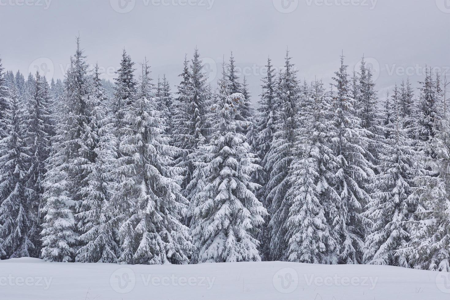 sprookjes winterlandschap met sparren en sneeuwval. kerstgroeten concept foto