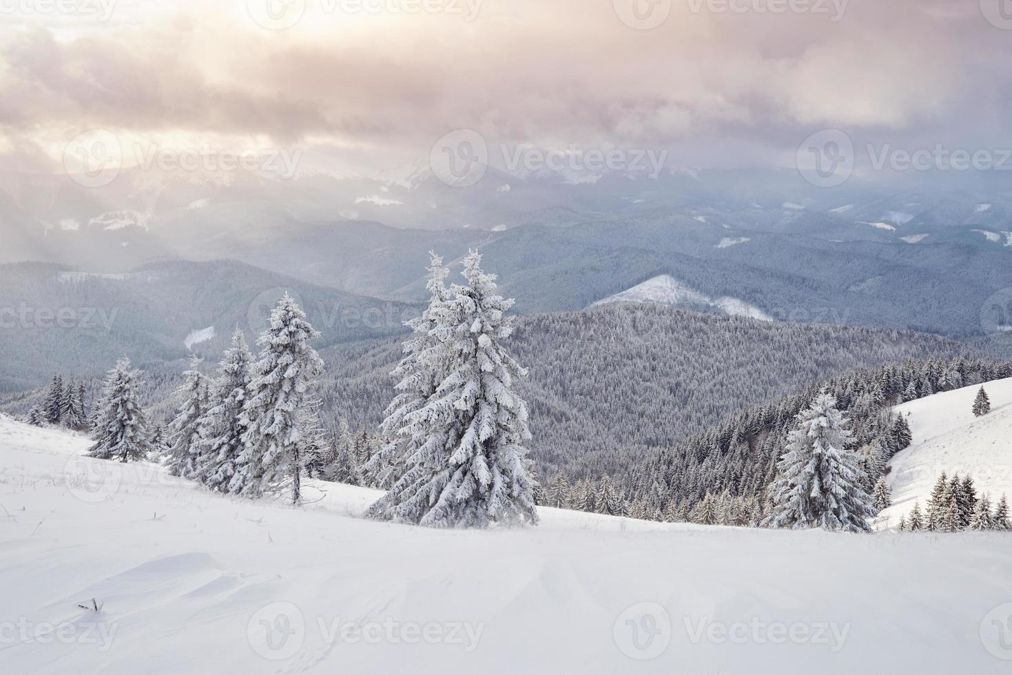 prachtige winterlandschap met besneeuwde bomen foto