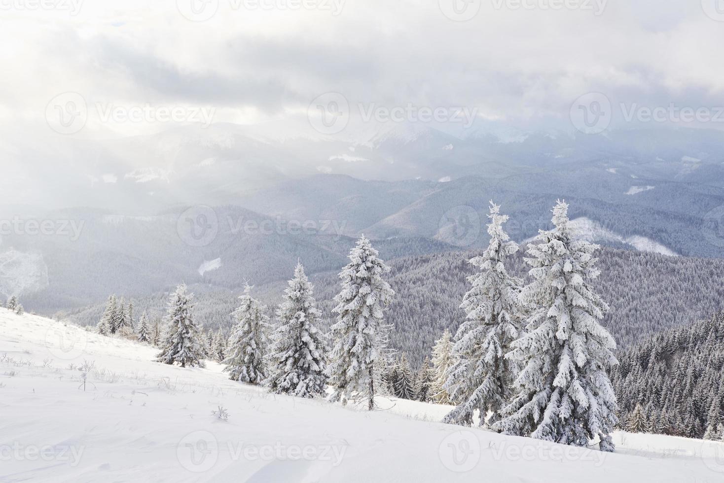 prachtige winterlandschap met besneeuwde bomen foto