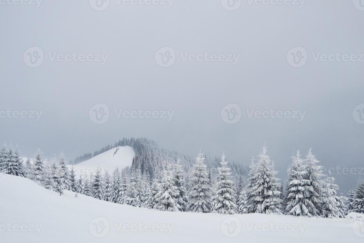 geweldige winterfoto in de Karpaten met besneeuwde sparren. kleurrijke buitenscène, gelukkig nieuwjaar viering concept. post-processed foto in artistieke stijl