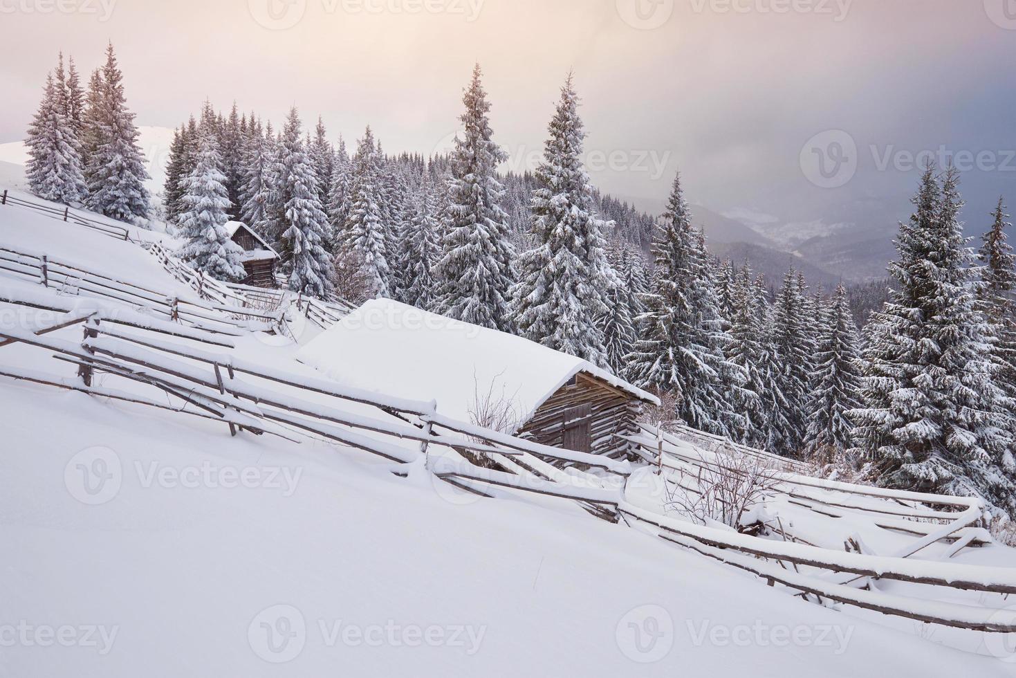 gezellige houten hut hoog in de besneeuwde bergen. grote pijnbomen op de achtergrond. verlaten kolyba herder. bewolkte dag. karpaten, oekraïne, europa foto