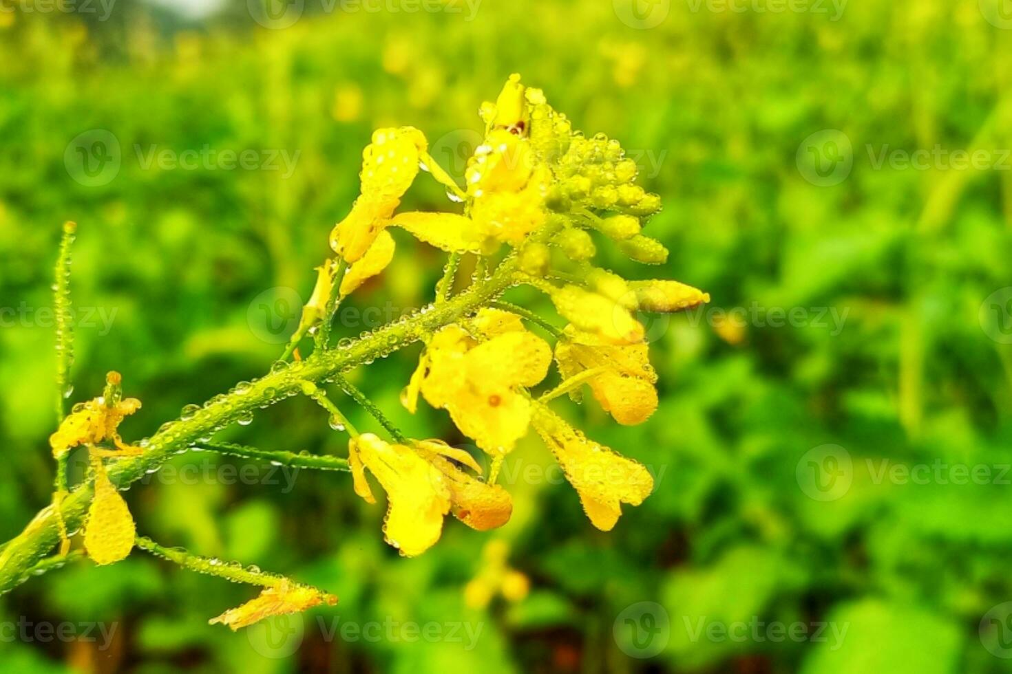 dauw druppels Aan mosterd bloemen foto