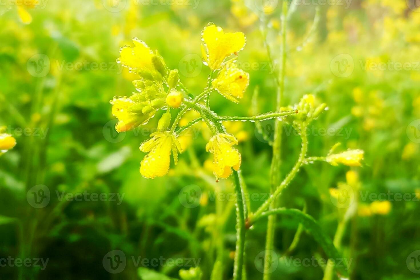 dauw druppels Aan mosterd bloemen foto