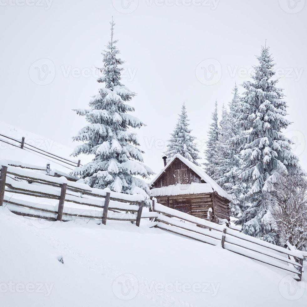 gezellige houten hut hoog in de besneeuwde bergen. grote pijnbomen op de achtergrond. verlaten kolyba herder. bewolkte dag. karpaten, oekraïne, europa foto