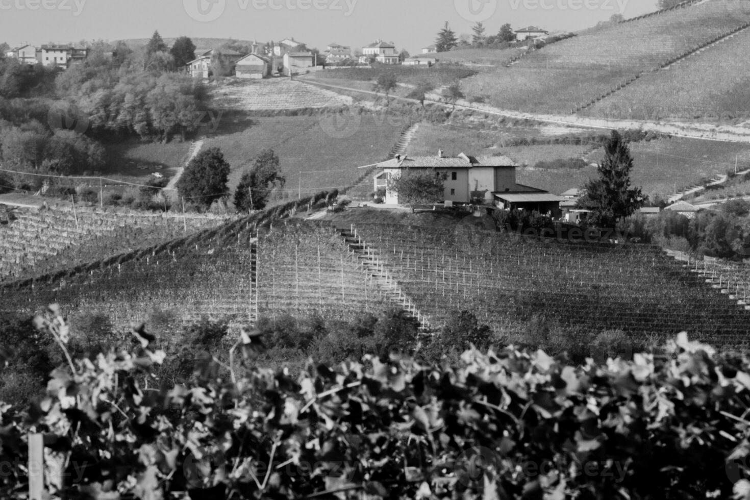 zwart en wit landschap van de piemontese langhe heuvels en wijngaarden in de winter foto