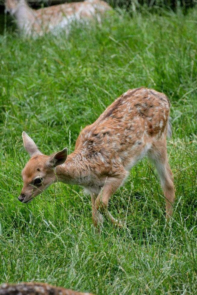 een jong hert in de gras met haar moeder foto