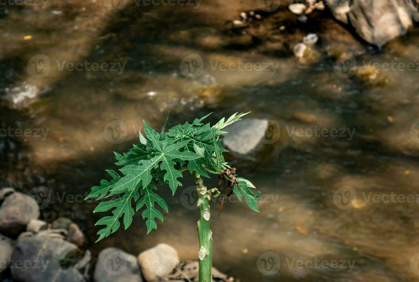 papaja bladeren met onvolmaakt groei Aan de rand van de rivier- foto