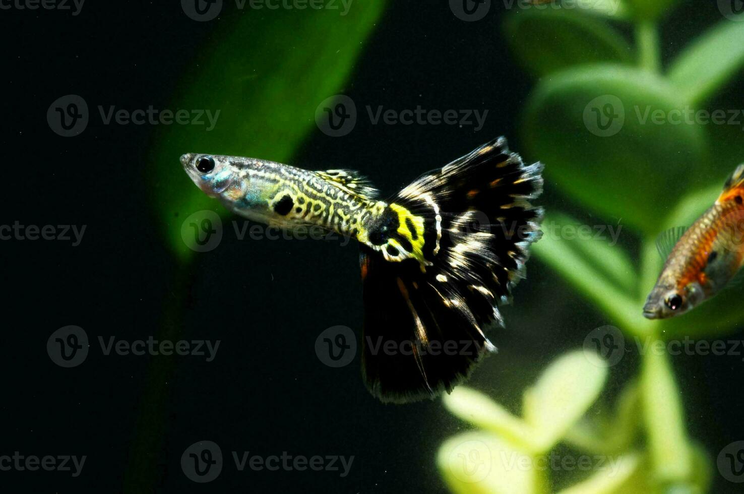 twee guppy's zwemmen in een aquarium met planten foto