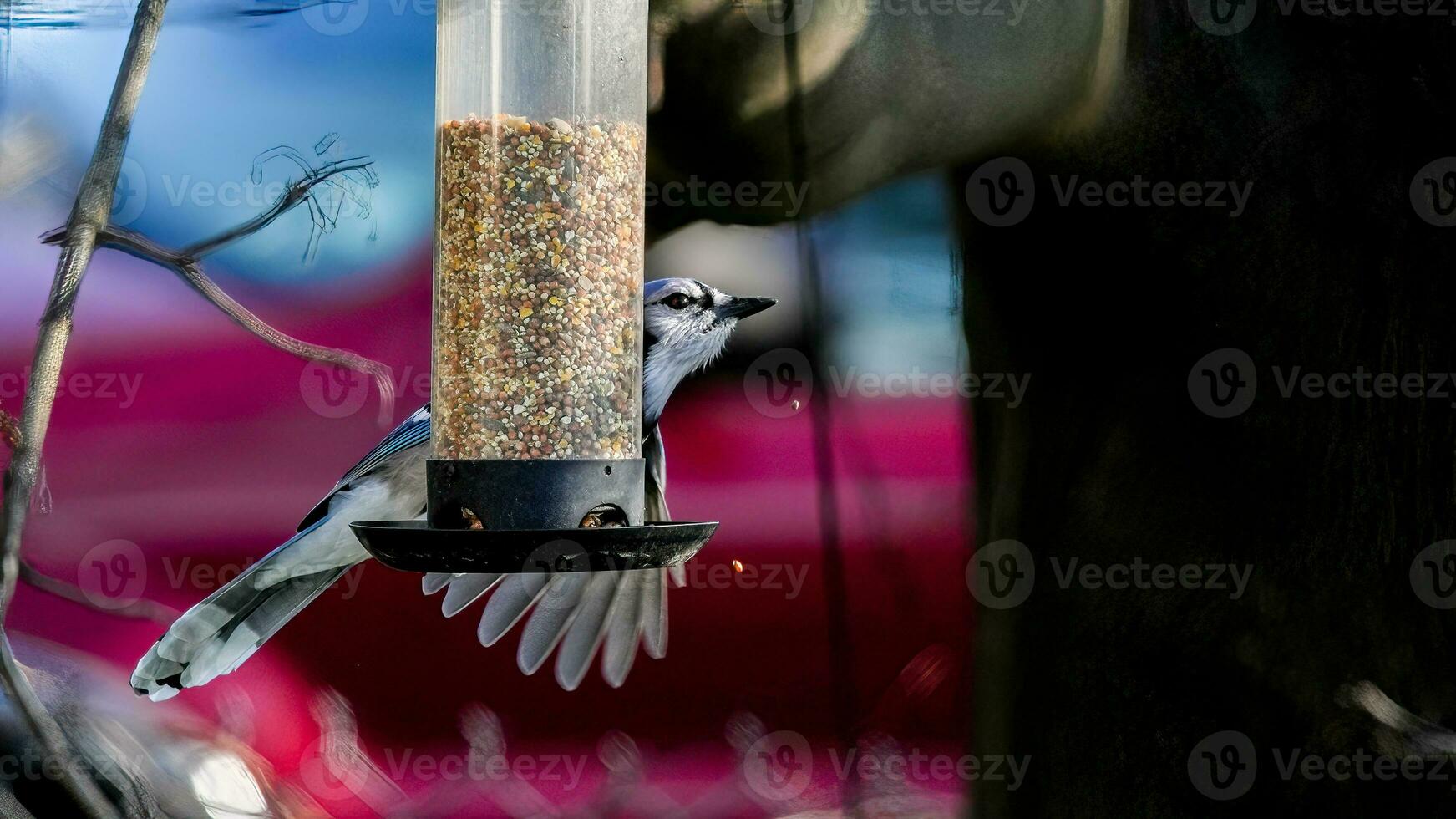 blauw gaai Aan vogel voeder met zaden hangende buiten Aan boom foto