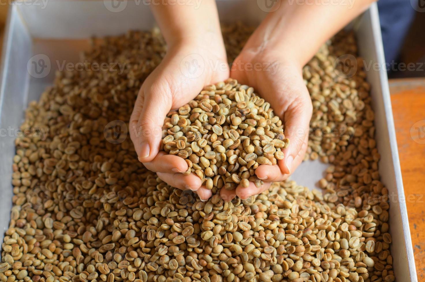 close-up van met de hand geplukte koffiebonen, grote stapel koffie in de hand. foto