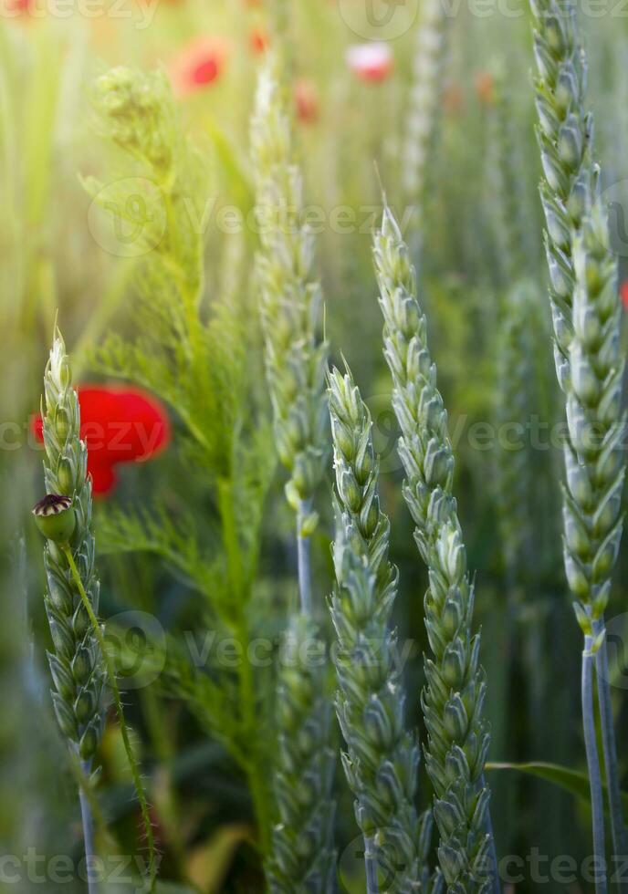 bloemen Aan een tarwe veld. foto