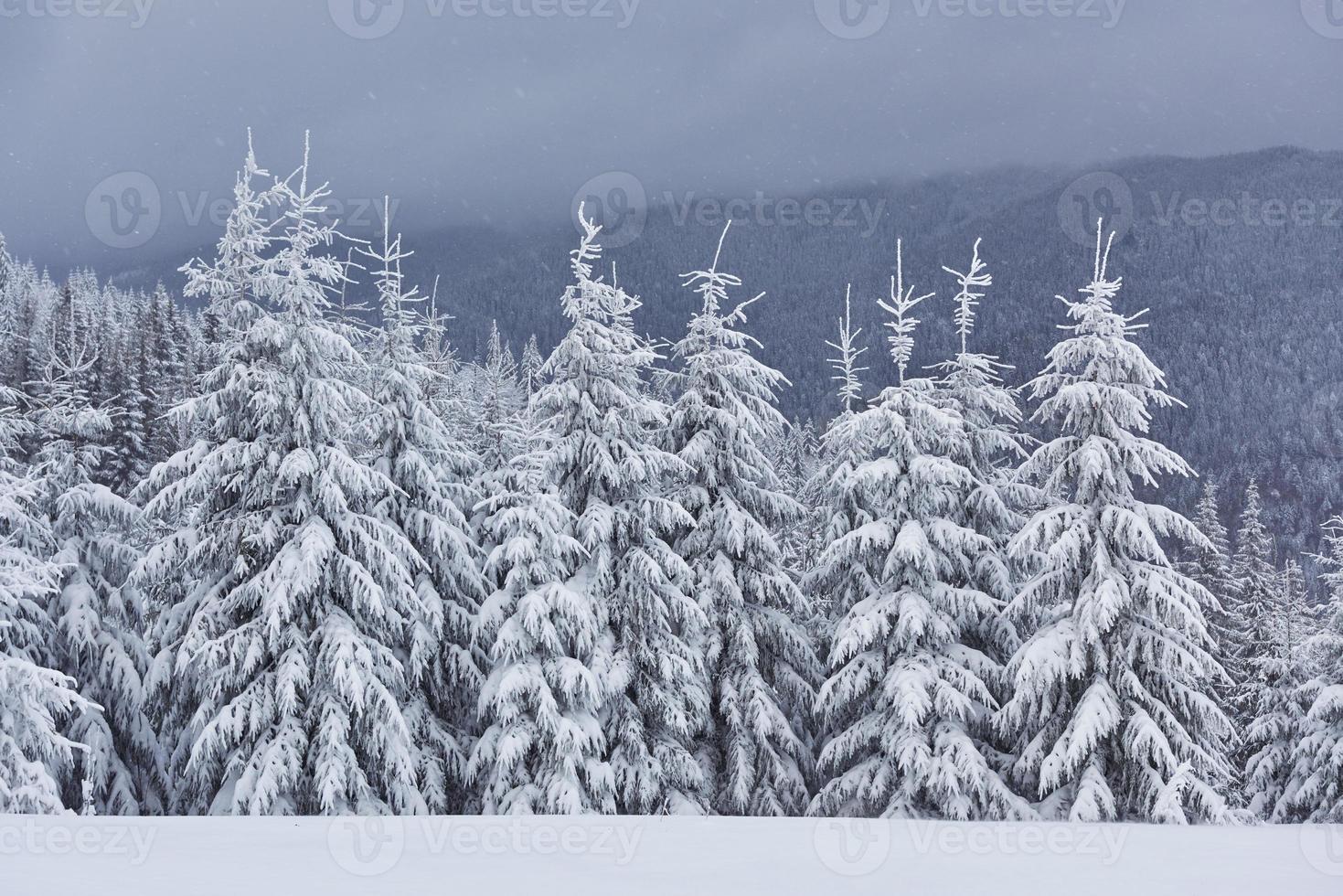 ochtend winter rustig berglandschap met prachtige frosting sparren en skipiste door sneeuwbanken op berghelling foto