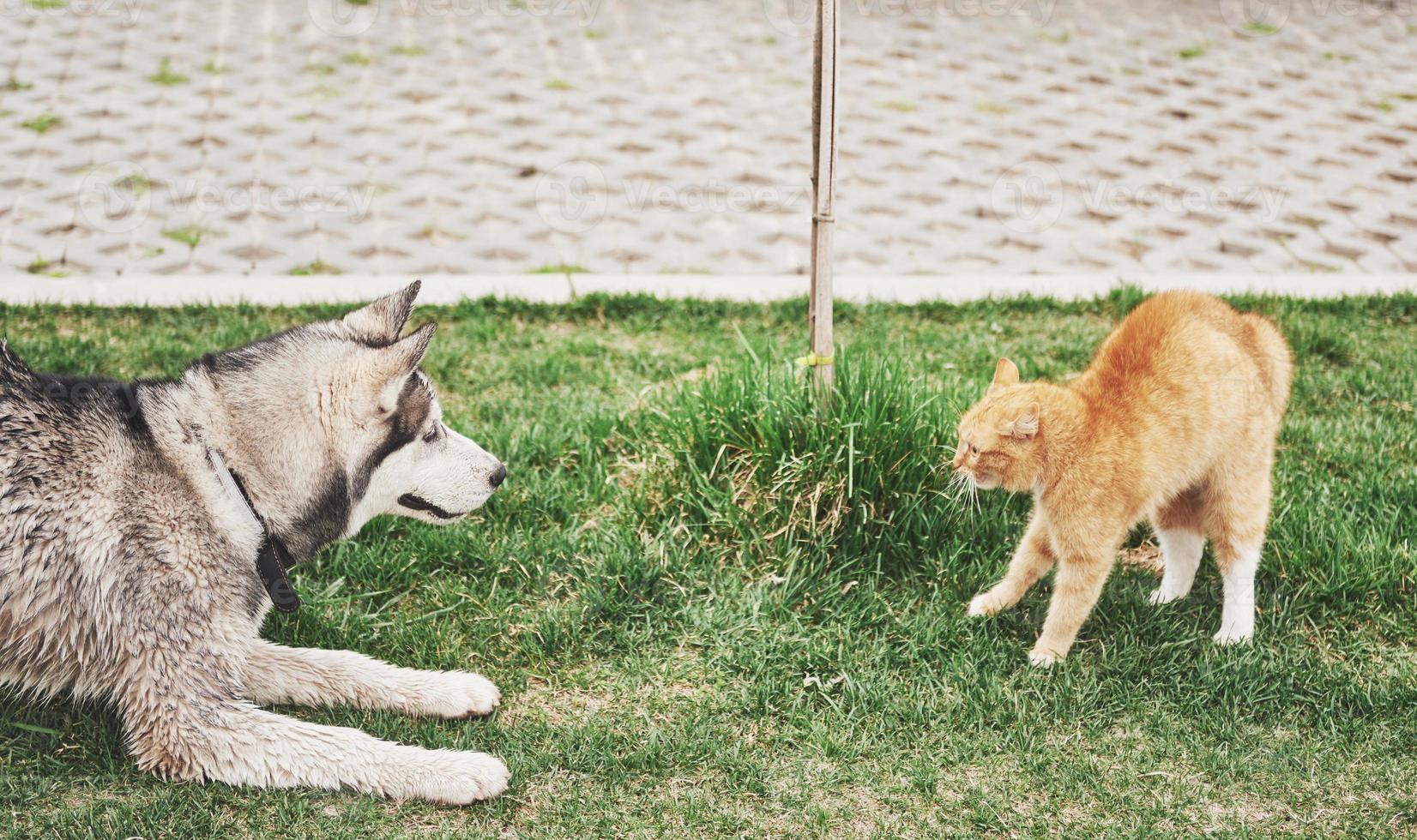 kat tegen hond, een onverwachte ontmoeting in de open lucht foto